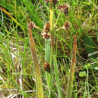 Luzula densiflora (Dense Wood-rush) at Molonglo Valley, ACT - 25 Sep 2022 by sangio7