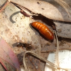 Dasygaster padockina (Tasmanian Cutworm) at McKellar, ACT - 25 Sep 2022 by Birdy