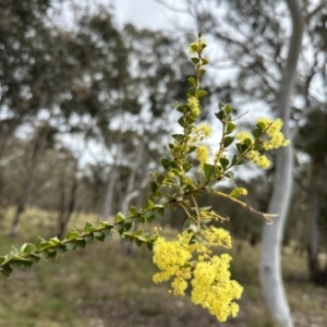 Acacia pravissima at Throsby, ACT - 26 Sep 2022