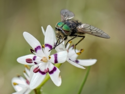 Dasybasis sp. (genus) (A march fly) at Lower Molonglo - 26 Sep 2022 by Kenp12