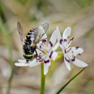 Dasybasis sp. (genus) at Lower Molonglo - 26 Sep 2022