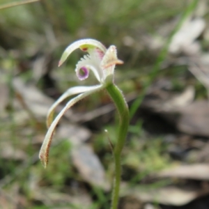 Caladenia ustulata at Stromlo, ACT - suppressed