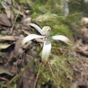 Caladenia ustulata at Stromlo, ACT - suppressed