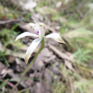 Caladenia ustulata at Stromlo, ACT - suppressed