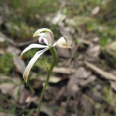 Caladenia ustulata at Stromlo, ACT - suppressed