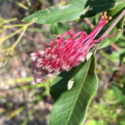 Grevillea macleayana (Jervis Bay Grevillea) at Hyams Beach, NSW - 25 Sep 2022 by AnneG1