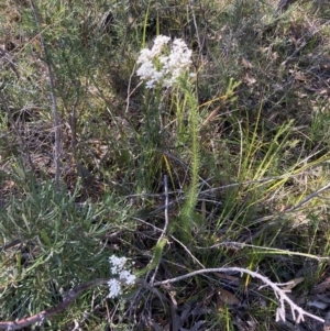 Conospermum ericifolium at Hyams Beach, NSW - 25 Sep 2022 02:44 PM