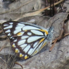 Belenois java (Caper White) at Molonglo Valley, ACT - 26 Sep 2022 by Christine