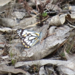 Belenois java at Molonglo Valley, ACT - 26 Sep 2022