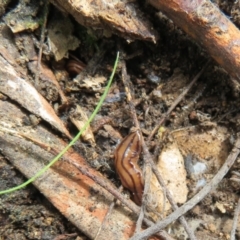 Anzoplana trilineata at Molonglo Valley, ACT - 26 Sep 2022 11:18 AM