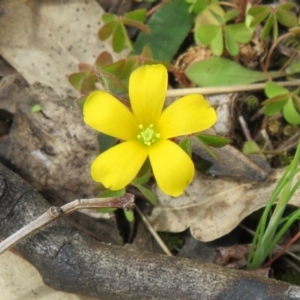 Oxalis sp. at Stromlo, ACT - 26 Sep 2022 11:35 AM