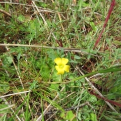 Oxalis sp. at Stromlo, ACT - 26 Sep 2022 11:35 AM