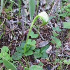 Pterostylis nutans (Nodding Greenhood) at Hawker, ACT - 25 Sep 2022 by sangio7