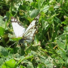 Belenois java (Caper White) at Goulburn, NSW - 25 Sep 2022 by Christine