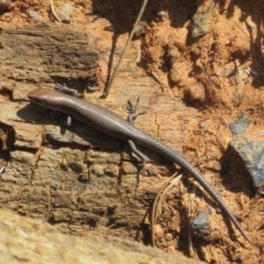 Lampropholis delicata (Delicate Skink) at Goulburn Mulwaree Council - 25 Sep 2022 by Christine