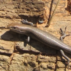 Lampropholis delicata at Goulburn, NSW - 25 Sep 2022 12:53 PM