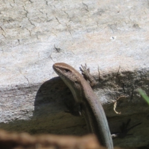 Lampropholis delicata at Goulburn, NSW - 25 Sep 2022 12:53 PM