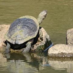 Chelodina longicollis (Eastern Long-necked Turtle) at Goulburn Wetlands - 25 Sep 2022 by Christine