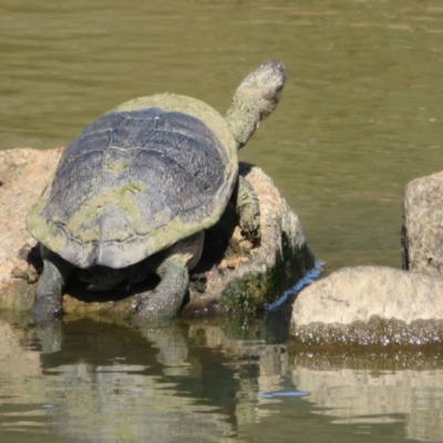 Chelodina longicollis (Eastern Long-necked Turtle) at Goulburn Wetlands - 25 Sep 2022 by Christine