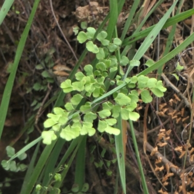 Adiantum aethiopicum (Common Maidenhair Fern) at Rugosa - 26 Sep 2022 by SenexRugosus