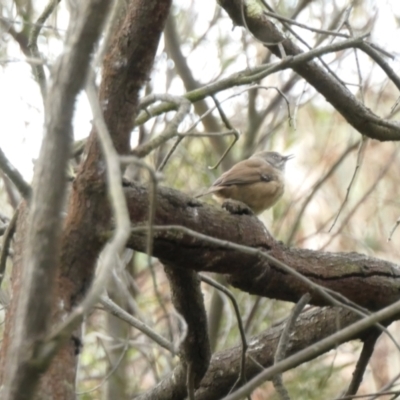 Sericornis frontalis (White-browed Scrubwren) at Rugosa - 26 Sep 2022 by SenexRugosus