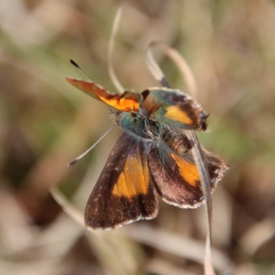 Paralucia aurifera (Bright Copper) at Mongarlowe River - 26 Sep 2022 by LisaH