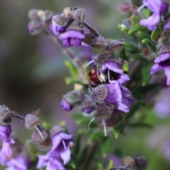 Lasioglossum (Parasphecodes) sp. (genus & subgenus) at Acton, ACT - 26 Sep 2022