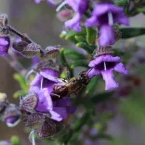 Lasioglossum (Parasphecodes) sp. (genus & subgenus) at Acton, ACT - 26 Sep 2022