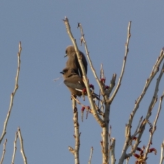 Artamus cyanopterus (Dusky Woodswallow) at Numeralla, NSW - 24 Sep 2022 by SteveBorkowskis