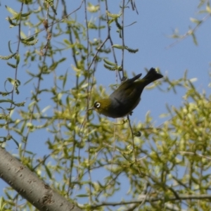 Zosterops lateralis at Numeralla, NSW - 25 Sep 2022