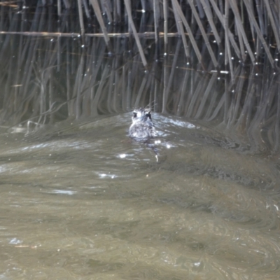 Hydromys chrysogaster (Rakali or Water Rat) at Numeralla, NSW - 25 Sep 2022 by SteveBorkowskis