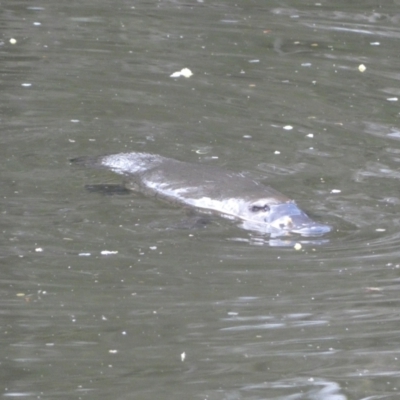 Ornithorhynchus anatinus (Platypus) at Numeralla, NSW - 24 Sep 2022 by Steve_Bok