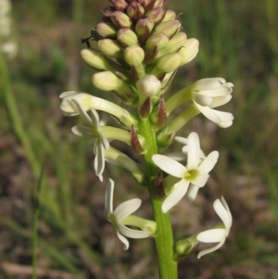 Stackhousia monogyna (Creamy Candles) at Belconnen, ACT - 25 Sep 2022 by pinnaCLE