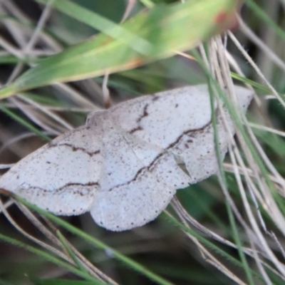 Taxeotis (genus) (Unidentified Taxeotis geometer moths) at Mongarlowe River - 25 Sep 2022 by LisaH