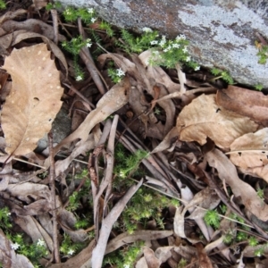 Asperula scoparia at Mongarlowe, NSW - 26 Sep 2022