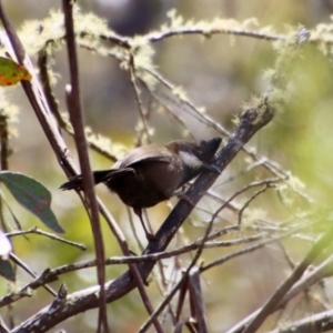 Psophodes olivaceus at Mongarlowe, NSW - suppressed