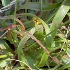 Luzula flaccida at Numeralla, NSW - 25 Sep 2022 09:57 AM