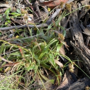 Luzula flaccida at Numeralla, NSW - 25 Sep 2022 09:57 AM