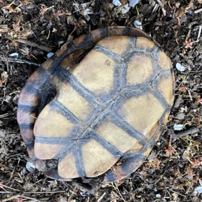 Chelodina longicollis (Eastern Long-necked Turtle) at Numeralla, NSW - 24 Sep 2022 by SteveBorkowskis