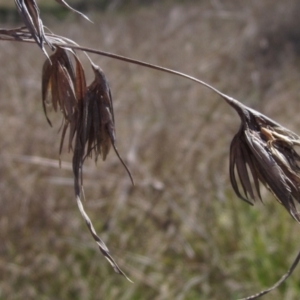 Themeda triandra at Weetangera, ACT - 25 Sep 2022