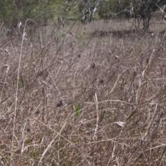 Themeda triandra at Weetangera, ACT - 25 Sep 2022