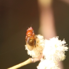 Sapromyza sp. (genus) (A lauxaniid fly) at Mongarlowe, NSW - 26 Sep 2022 by LisaH