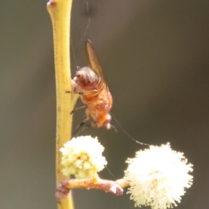 Sapromyza sp. (genus) at Mongarlowe, NSW - suppressed