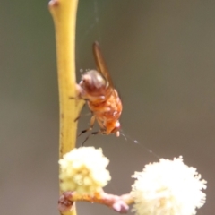 Sapromyza sp. (genus) at Mongarlowe, NSW - suppressed