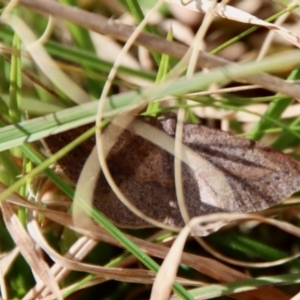 Taxeotis perlinearia at Mongarlowe, NSW - suppressed