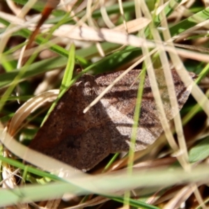 Taxeotis perlinearia at Mongarlowe, NSW - 26 Sep 2022