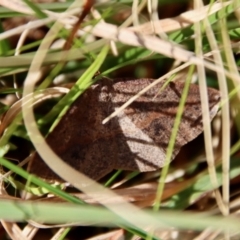 Taxeotis perlinearia at Mongarlowe, NSW - 26 Sep 2022