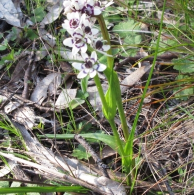 Wurmbea dioica subsp. dioica (Early Nancy) at The Pinnacle - 25 Sep 2022 by sangio7