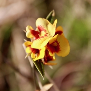 Mirbelia platylobioides at Mongarlowe, NSW - 26 Sep 2022