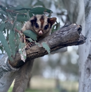 Petaurus notatus at Yarralumla, ACT - 26 Sep 2022 05:56 PM